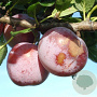 Prunus d. 'Reine Claude d'Althan' halfstam 7,5L