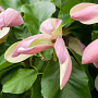 Magnolia brookl. 'Woodsman' 200-250 cm wortelgoed