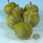 Prunus d. 'Reine Claude Verte' halfstam 7,5L
