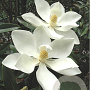 Magnolia grand. 'TMGH' 100-125 cm met kluit meerstammig