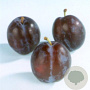 Prunus d. 'The Czar' 12-14 HO container