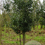 Malus sylvestris 600-700 cm draadkluit meerstammig