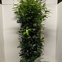 Prunus l. Genolia 150-175 cm 15L