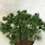 Pinus mugo 'Corley's Mat' 25-30 cm 7,5L