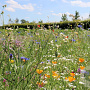 Romantic-Veldbloemen 2 (alle gronden, 50-100 cm) Innogreen