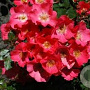 Rosa (H) Amstelveen GM C1.5 eigen wortel