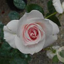 Rosa (H) Aspirin Rose GM C1.5 eigen wortel