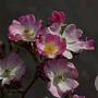Rosa (H) 'Ballerina' GM C1.5 eigen wortel