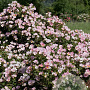 Rosa (H) Bingo Meidiland GM C1.5 eigen wortel