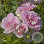 Rosa (H) Bonica 82 GM C1.5 eigen wortel