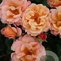 Rosa (H) Cubana GM C1.5 eigen wortel