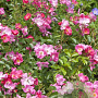 Rosa (H) Floriade 2002 GM C1.5 eigen wortel