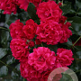 Rosa (H) Gärtnerfreude GM C1.5 eigen wortel