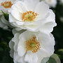 Rosa Innocencia GM C1.5 eigen wortel