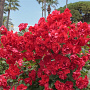 Rosa (F) La Sevillana GM C1.5 eigen wortel