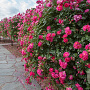 Rosa (H) Magic Meidiland GM C1.5 eigen wortel