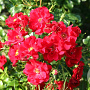 Rosa (H) Matador GM C1.5 eigen wortel