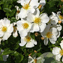 Rosa (H) Rugby GM C1.5 eigen wortel
