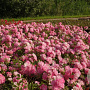 Rosa (P) Satina GM C1.5 eigen wortel