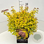 Spiraea jap. 'Golden Princess' 30-40 cm 10L