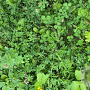 Staygreen 2 EPR eikenprocessierups (alle gronden, tot 60 cm) Innogreen