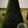 Taxus baccata 100-125 cm 30L