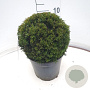 Taxus media 'Groenland' 30 cm 7,5L bol