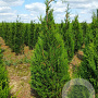 Thuja pl. 'Atrovirens' 200-225 cm met kluit