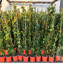 Trachelospermum jasminoides 100-120 cm 2,5L Gestokt