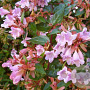 Abelia 'Edward Goucher' 30 cm P17