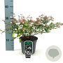 Abelia grandiflora 30-35 cm 2,0L