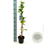Abeliophyllum distichum 40-50 cm 2,0L