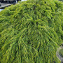 Acacia cognata 150-175 cm 20L