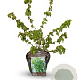 Acer campestre 40-60 cm 4,0L