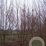 Acer campestre 450-500 cm draadkluit meerstammig