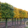 Acer campestre 'Elsrijk' 12-14 HO draadkluit LEIVORM 200 cm stam