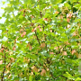 Acer monspessulanum 6-8 HO 50L