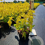 Acer negundo 'Kelly's Gold' 40-50 cm 3,0L