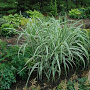 Miscanthus sin. 'Cosmopolitan' GM  P11