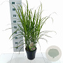 Miscanthus sin. 'Dronning Ingrid' 35-40 cm 3,0L