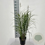Miscanthus sin. 'Dronning Ingrid' 60-90 cm 6,5L