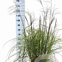 Miscanthus sin. 'Ferner Osten' 60-100 cm 12L