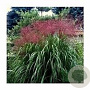 Miscanthus sin. 'Goliath' GM  P11
