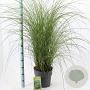 Miscanthus sin. 'Gracillimus' 60-100 cm 12L