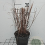 Miscanthus sin. 'Kleine Fontäne' GM 2,0L