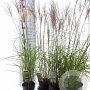 Miscanthus sin. 'Kleine Silbersp.' 30-60 cm 2,0L