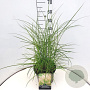 Miscanthus sin. 'Kleine Silbersp.' 50-60 cm 20L