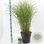 Miscanthus sin. 'Kleine Silbersp.' 60-100 cm 12L