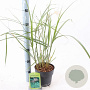 Miscanthus sin. 'Malepartus' 30-60 cm 2,0L