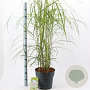 Miscanthus sin. 'Malepartus' 60-100 cm 12L